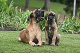 DOGUE ALLEMAND 826
